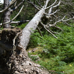 Les Landes 2012